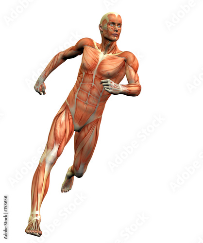 anatomy man 3