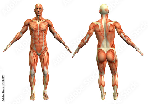 anatomy man #4