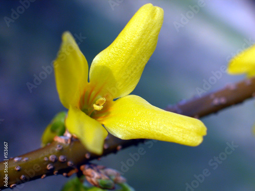 vierblättrige blüte