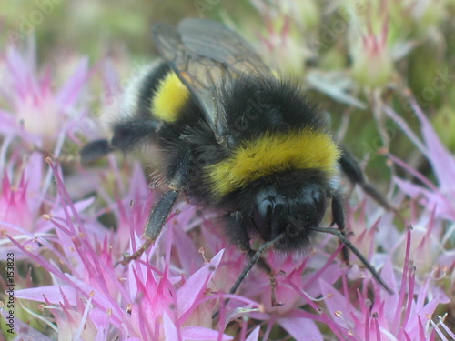 hummel auf rhododendronblüte