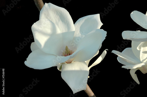 japanese magnolia blossom on a black background