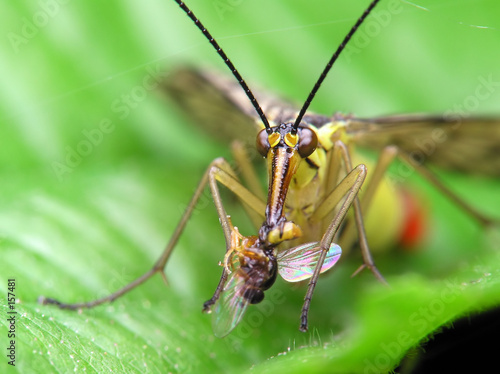 predatory fly