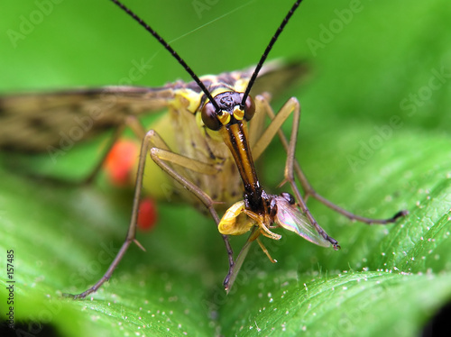 predatory fly © Marek Kosmal