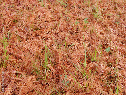 autumn pine leaves