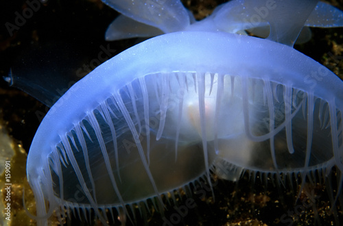 hooded nudibranch photo