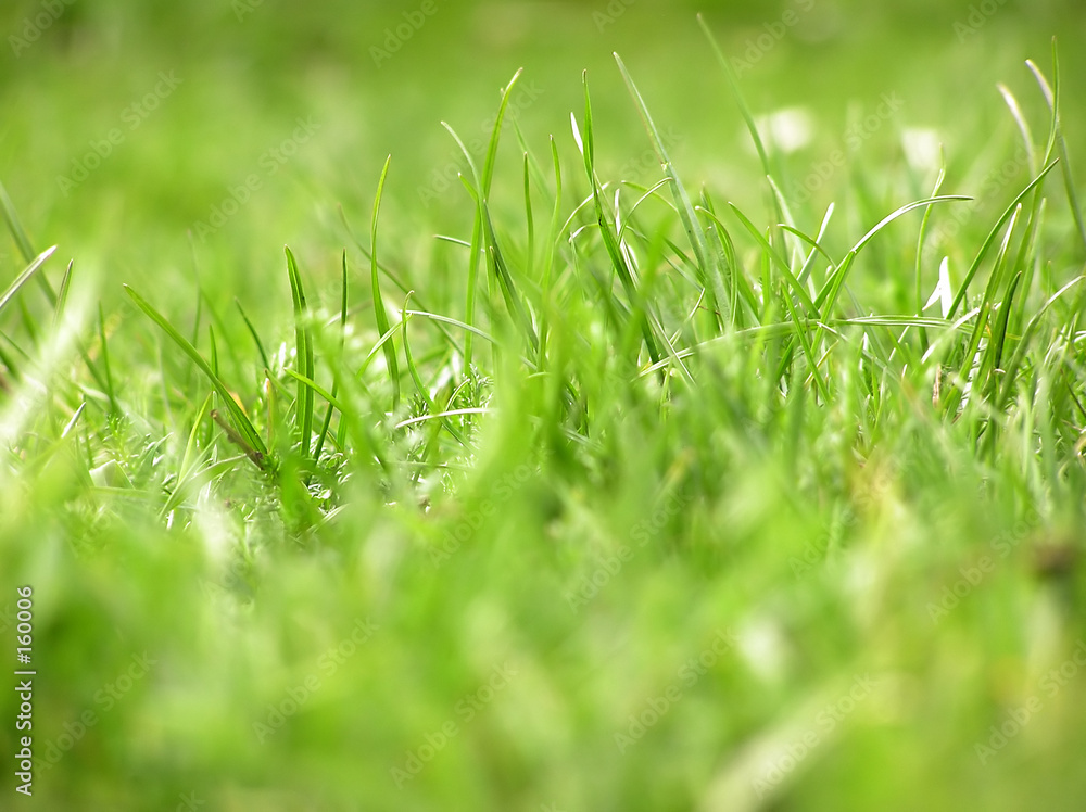 Fotografie grass