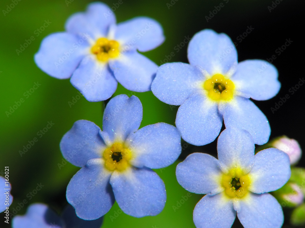 blue flower blue flower