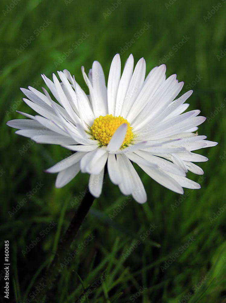 Fotografie daisy