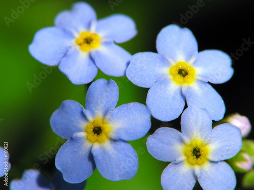 blue flower © Marek Kosmal