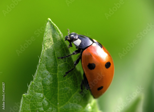 Photo ladybug