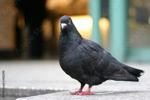 pigeon in the city © E. Spek