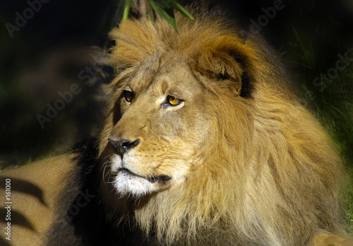 lion 8