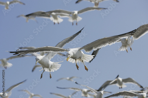 mouettes