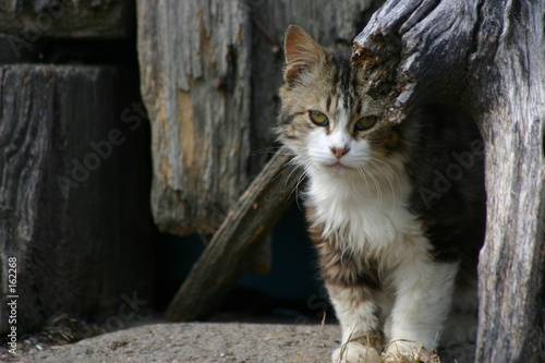 chat