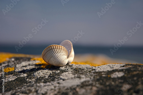 coquillage