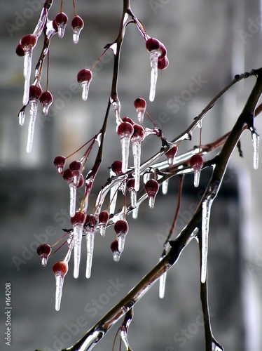  ice on an apple-tree