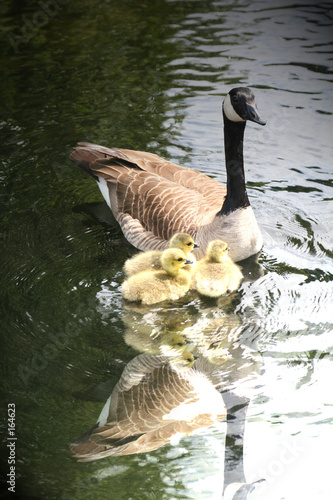 goose family