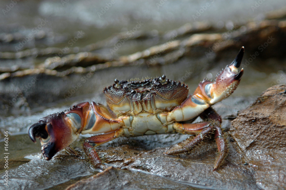 crabe rouge-red crab