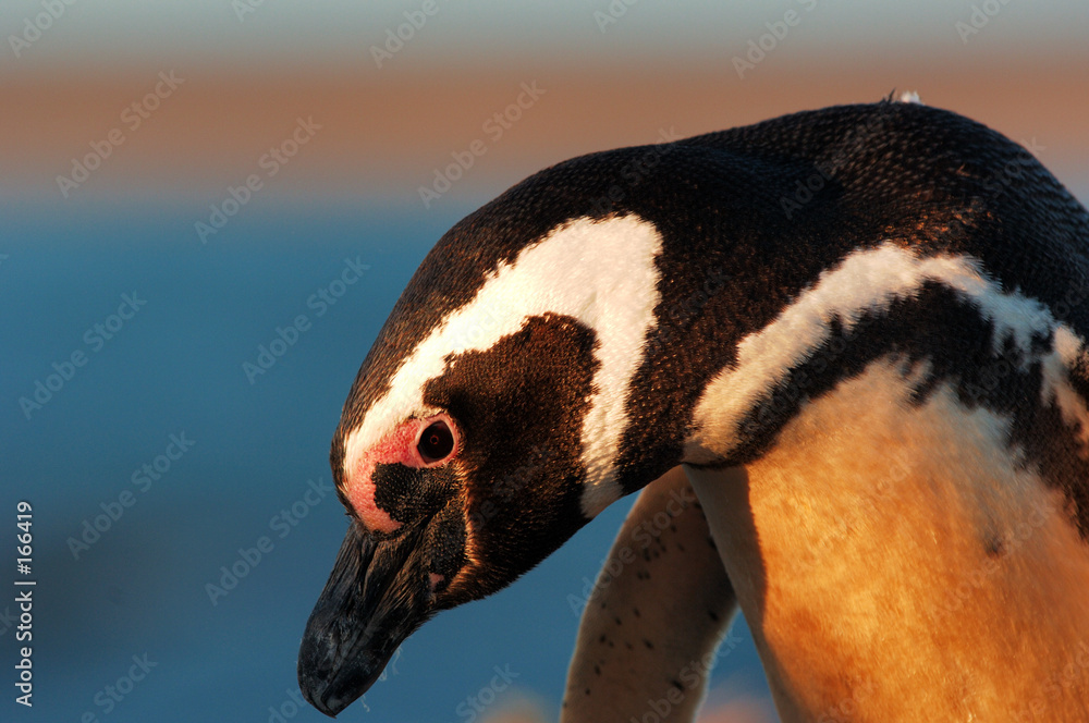 Naklejka premium pingouin de magellan (spheniscus magellanicus)