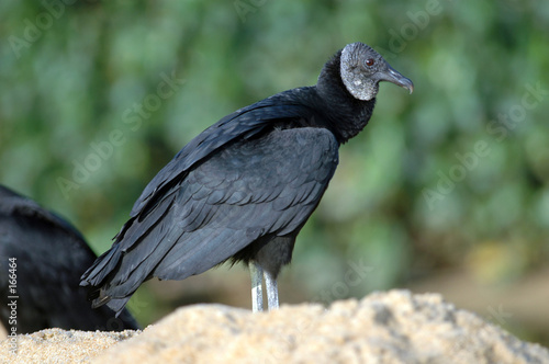 urubu-vautour à tête noire