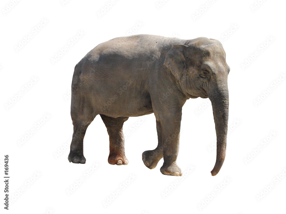 elephant elephant