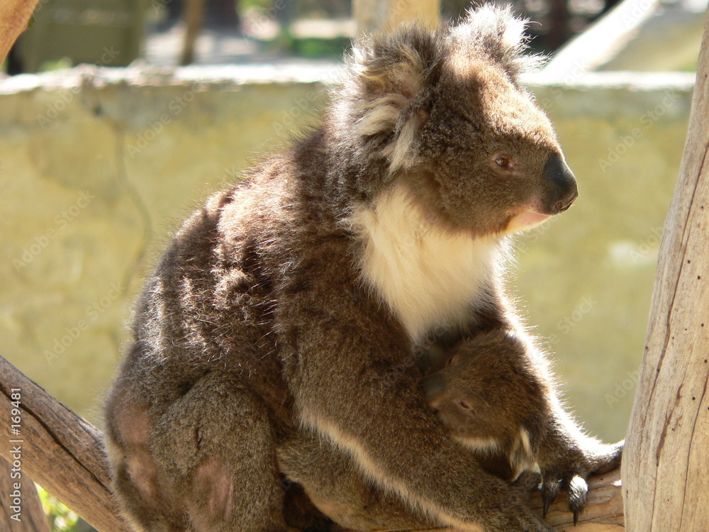 Картината върху платно koala and young