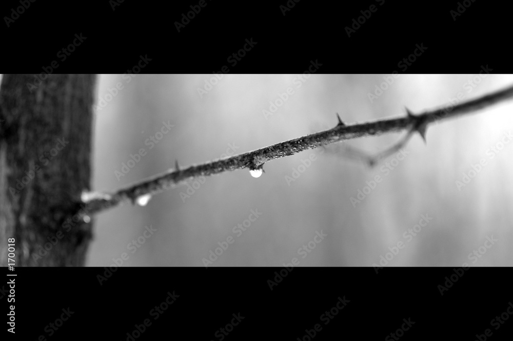 Fotografie water drops