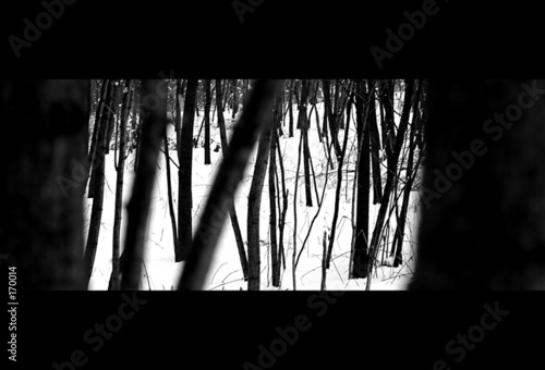 dry forest3