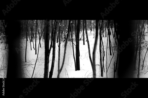 dry forest 2