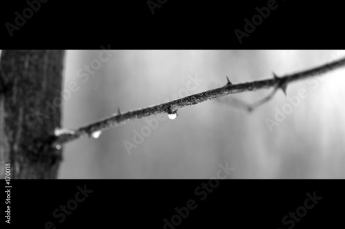water drops