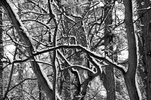 dry forest1