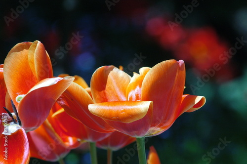garden beauty1