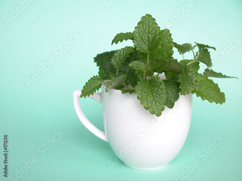 lemon balm photo