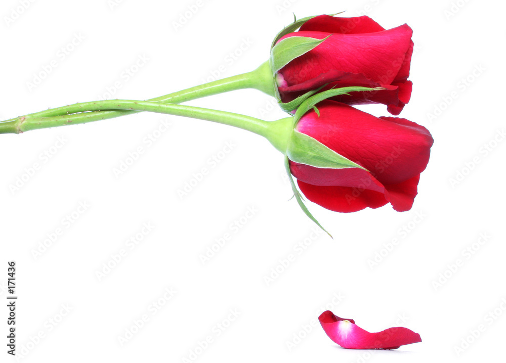 Fototapeta premium dos rosas rojas