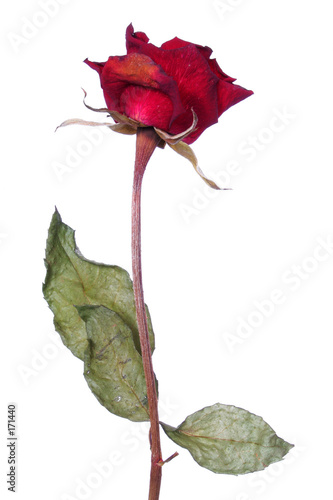 rosa muerta