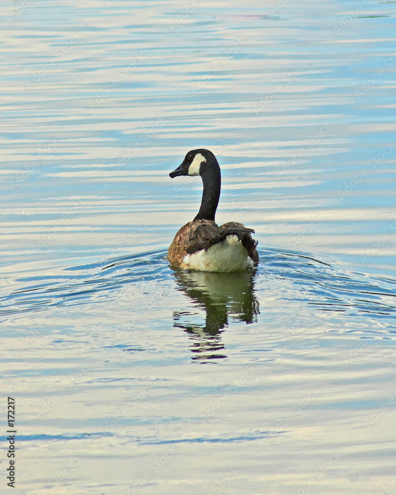 reflections & wild life reflections & wild life