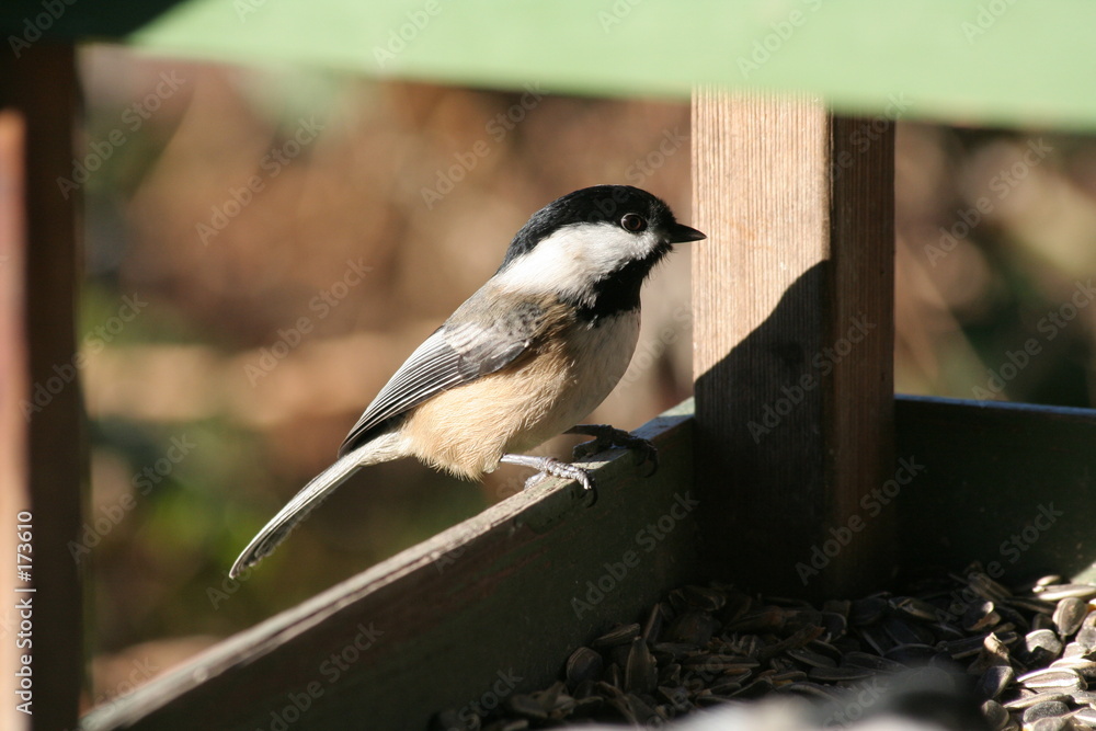 Obraz premium blackcapped