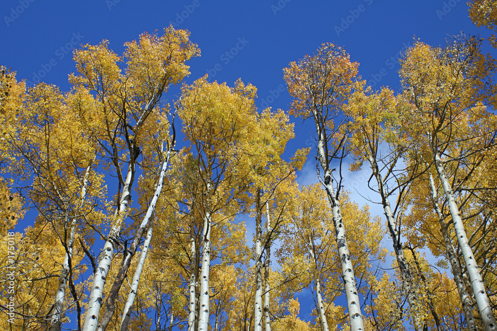 golden aspens