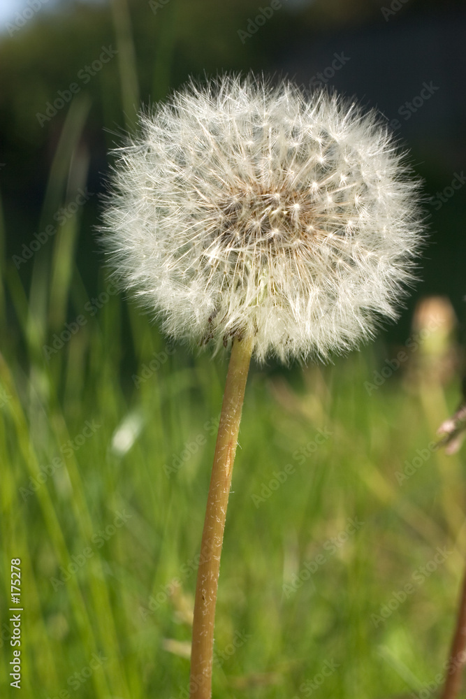 Obraz premium pusteblume 01