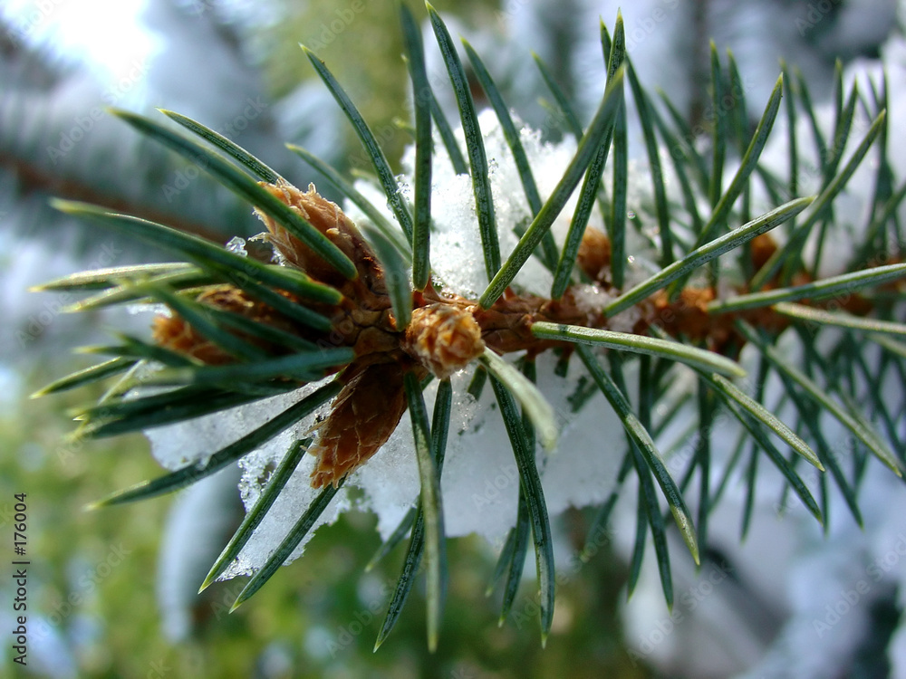 Fototapeta premium pine needles