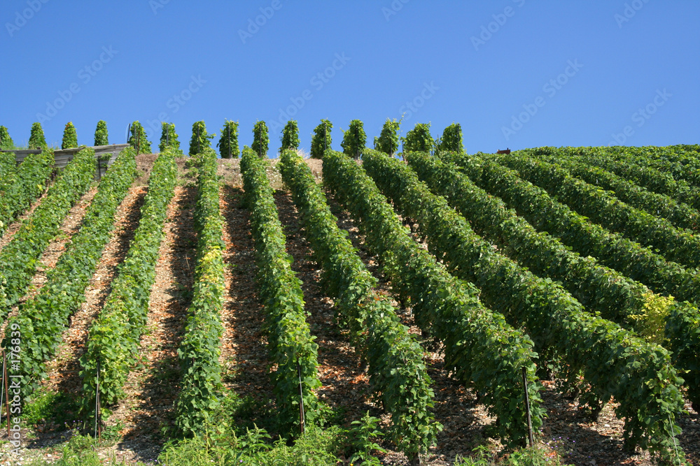 vineyard slope