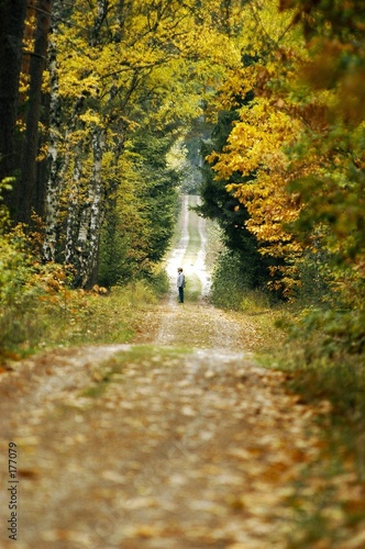 forest road