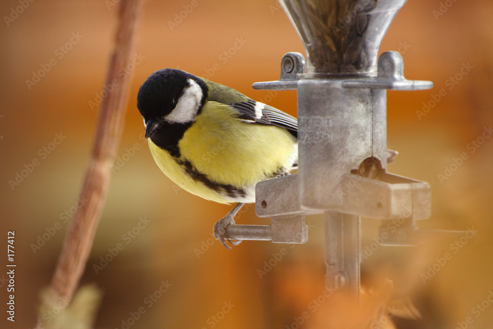 Obraz premium mesange d'automne 1