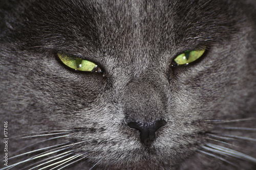 regard de chat gris
