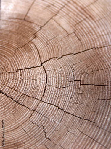 wood slice
