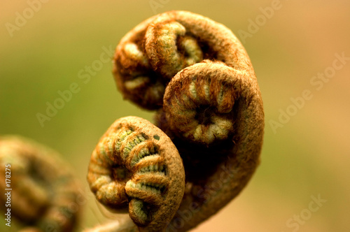 curled up fern © Jan Quist