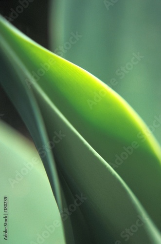 green leaf