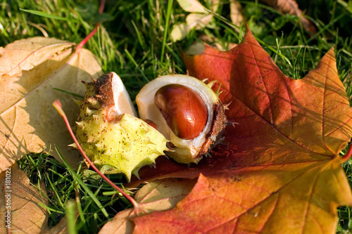 chestnut