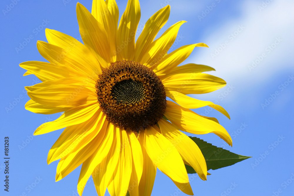 Obraz premium sunflower
