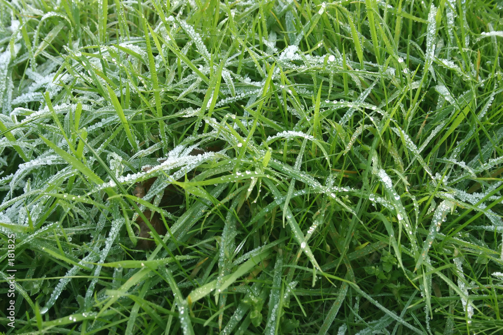 Obraz premium frosty grass